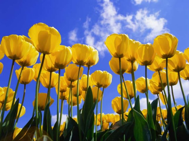 Tulips.jpg, 71 KB